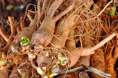 kore ginseng bitkisi