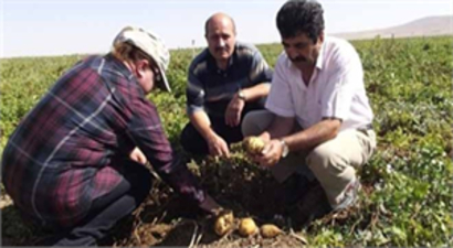 Aksaray`da Patates Tarlaları Kontrol Ediliyor