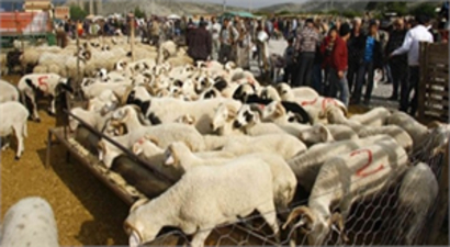 Aydın`da Kurban Önlemleri Belirlendi