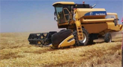 Çarşamba`da Soya ve Çeltik Hasadı Başladı