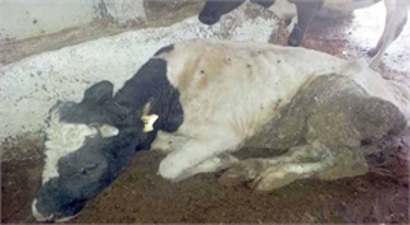 Kahramanmaraş`taki `Çiçek Hastalığı` Karantinası