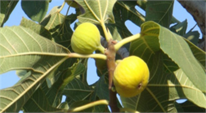 Aydın İncirinin Kitabı Yazıldı