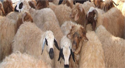 Sınır Hattında 48  Küçükbaş Hayvan Yakalandı