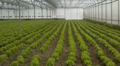 Pasinler`de Çin Serası Kuruldu