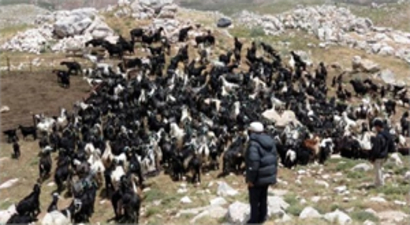 `Sürü Yönetimi` Kurs Eğitim Belgeleri Dağıtılacak