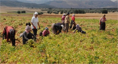 Tunceli`de Organik Fasulye Hasadı