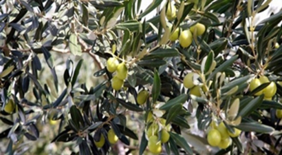Zeytincilik Sektöründe Büyük İşbirliği
