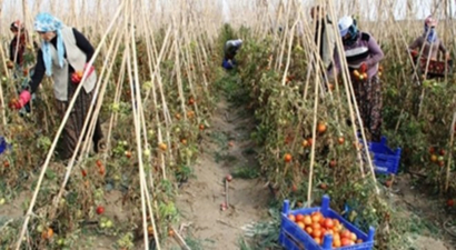 Gevaşlı Çiftçilerin Hedefi Yurt Dışına İhracat