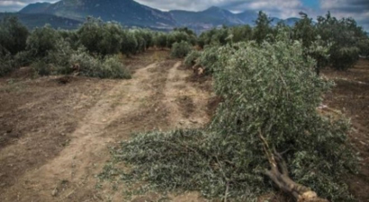 Soma`da `Zeytin` Arbedesi