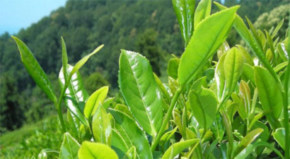 Çaykur 2014 Yılı Yaş Çay Bedellerinin Ödemesini Tamamladı