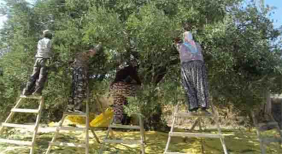 Edremit Körfezi`nde Zeytin Hasadı
