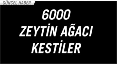 6 bin zeytin ağacı kesildi
