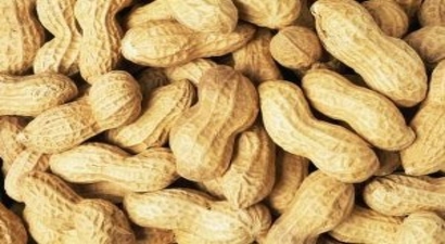 Alternatif Ürün Olarak Yetiştirilen Yer Fıstığı, Üreticinin Yüzünü Güldürdü