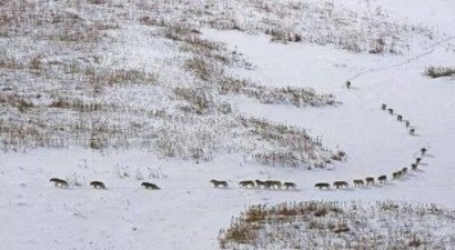 Ardahan`da Görülen Kurt Sürüsü Vatandaşları Korkuttu
