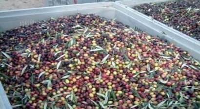 Gaziantep`te Zeytin Çalıştayı