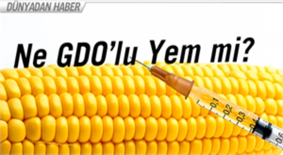 Yem sektöründe GDO kaosu başladı