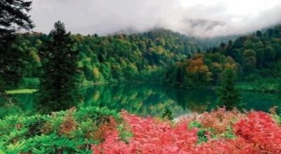 Karadeniz`de Bitki Örtüsü, İstilacı `İtdolanbacı` Tehditi Altında