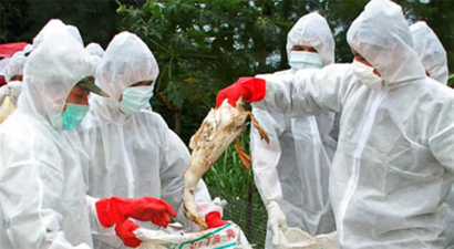 Almanya`da Kuş Gribi Ortaya Çıktı