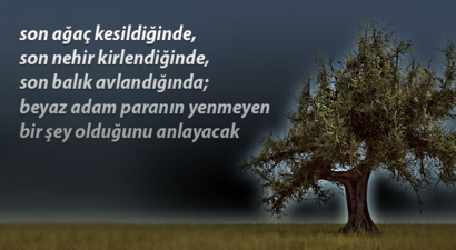 Bursa`da Son 6 Altı Ayda Binlerce Zeytin Ağacı Kesildi