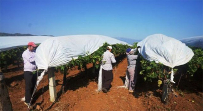 Sarıgöl`de üzüm örtüleri toplanıyor