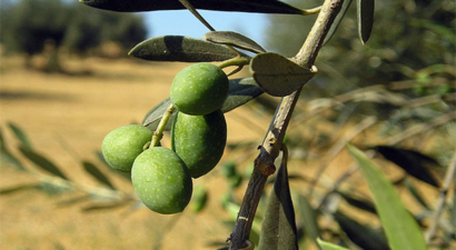 Kızıltepe`de Yeşil Zeytin Sezonu Başladı