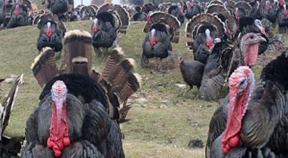 Hindi Yetiştiriciliği, Girişimcisini Sevindirdi