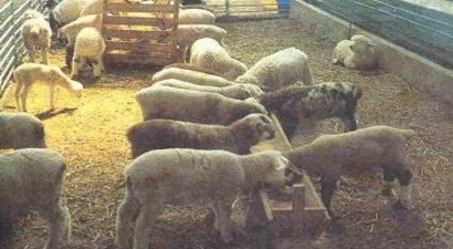 Bursa`da Çatısı Çöken Ahırdaki Koyunlar Kurtarıldı