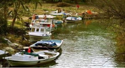 Marmaris 94 Okaliptüs Ağacı Susam ve Mısır Kurbanı