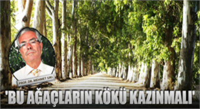 `Bu ağaçların kökü kazınmalı`