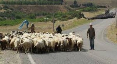 Ardahan`da Kurs Bitiren Çobanlara Sertifikaları Verildi