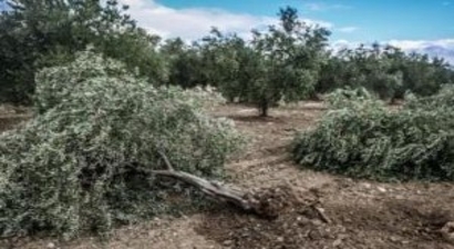 Soma`da Kurulması Planlanan Termik Santral