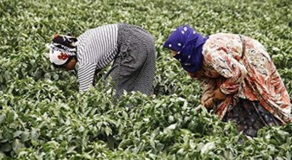 Urla`da Üretici Kadın Kooperatifi Kuruldu