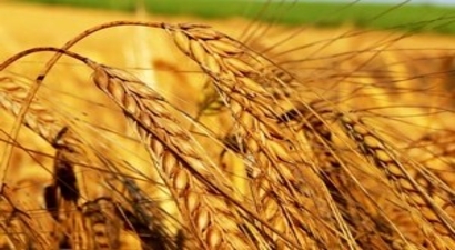 TMO 26 bin ton yemlik arpa aldı