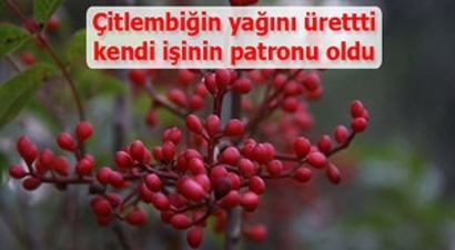 Çitlembiğin yağını üreten kadın çiftçi, kendi işinin patronu oldu