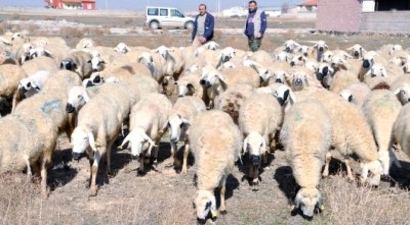 Çobanlara Eğitim Kursu Açılıyor