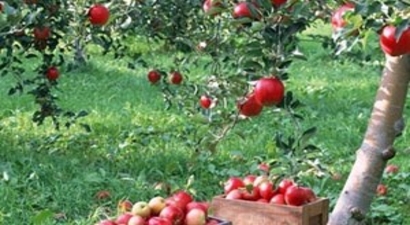 Konya Ovası, Meyve Üretiminde de Adından Söz Ettirecek
