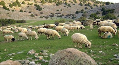 Küçükbaş Hayvanlarda `Mavi Dil Hastalığı` İçin Aşı Çağrısı