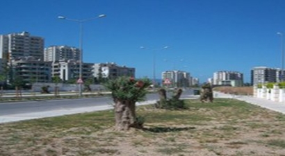 O Ağaçlar Kesilmedi, Taşındı!