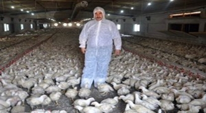 Balıkesir`de Tavuk Üreticileri Endişeli