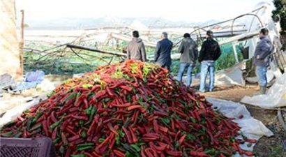 Kumluca`da Hortumun Zarar Verdiği Seralarda Ürünler Toplanıyor