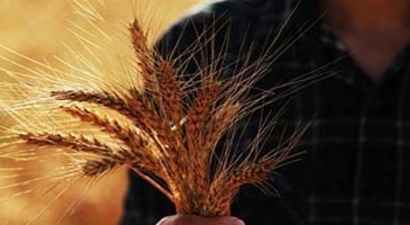 Uşak`ın 2014 Yılı Tarımsal Faliyetleri