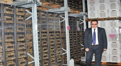 Yalova, 20 Bin Ton Kivi Rekoltesi Hedefliyor