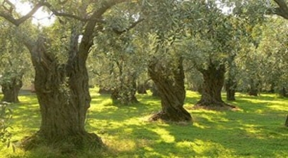 Büyükşehir yasası kestane ve zeytinleri de çürütüyor