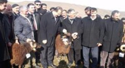 Damızlık koç dağıtımı yapıldı