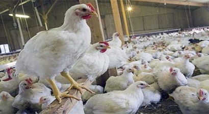 45 Günde Kesime Gönderilen Piliçler Zararlı Değil`