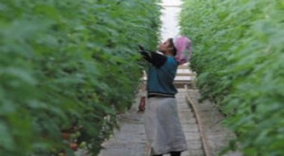 Kadın çiftçilere istihdam alanı!