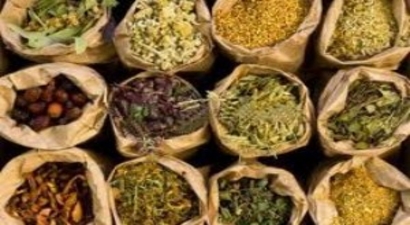 Çorum`da Şifalı Bitki Üretimi İçin Rekor Başvuru