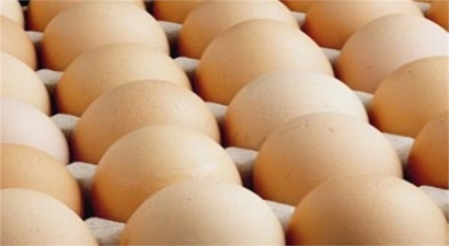Türkiye, Dünyada Tavuk Eti ve Yumurta Üretiminde 10. Sırada