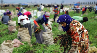Mevsimlik Tarım İşçilerinin Sorunları Tartışıldı