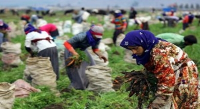 Mevsimlik Tarım İşçilerinin Sorunları İnsani Boyutta